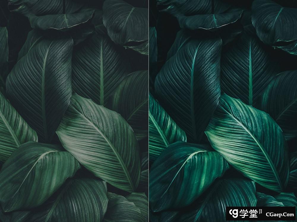 热带雨林旅拍电影胶片色调Lightroom预设 OnPresets - Tropical Forest