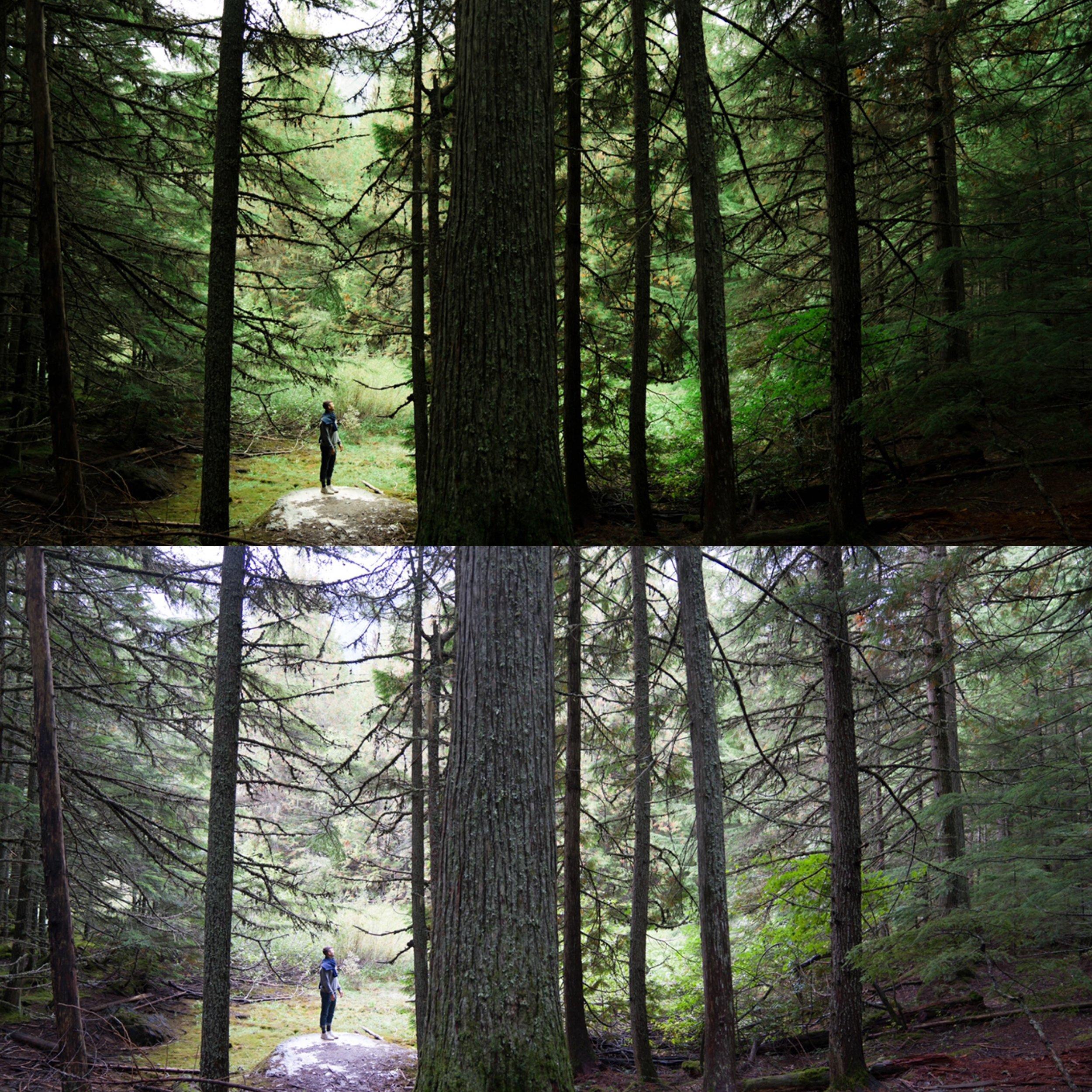 d39f0f4df5a93d803598c732d345f4ff