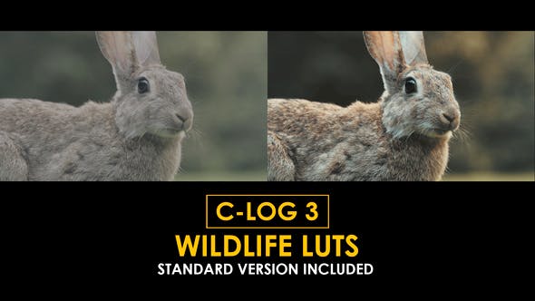 Videohive 50930916 C-Log3 Wildlife and Standard Color LUTs