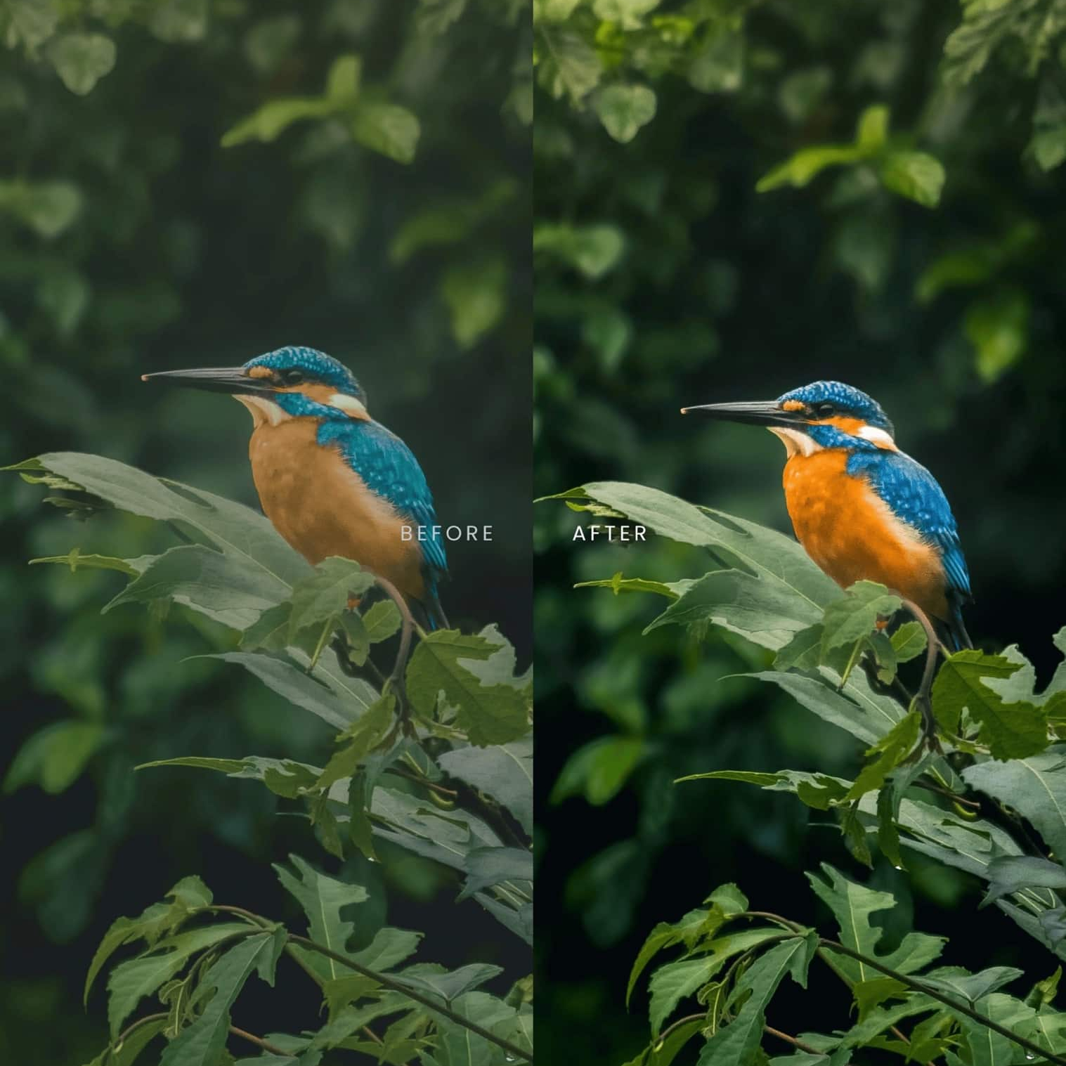 野生动物Lightroom预设 AI智能调色滤镜 36个手机电脑版LR预设 AI增强一键调色