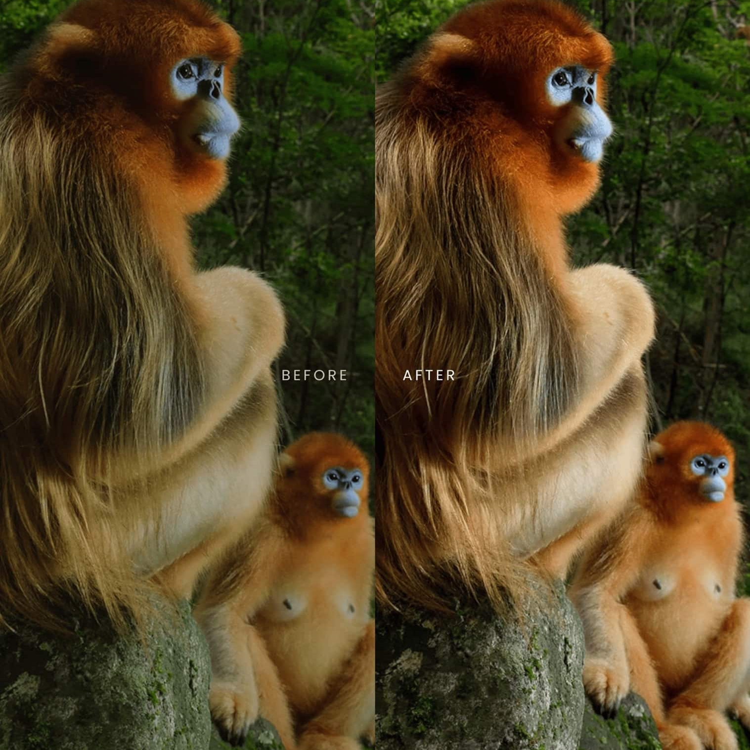 野生动物Lightroom预设 AI智能调色滤镜 36个手机电脑版LR预设 AI增强一键调色