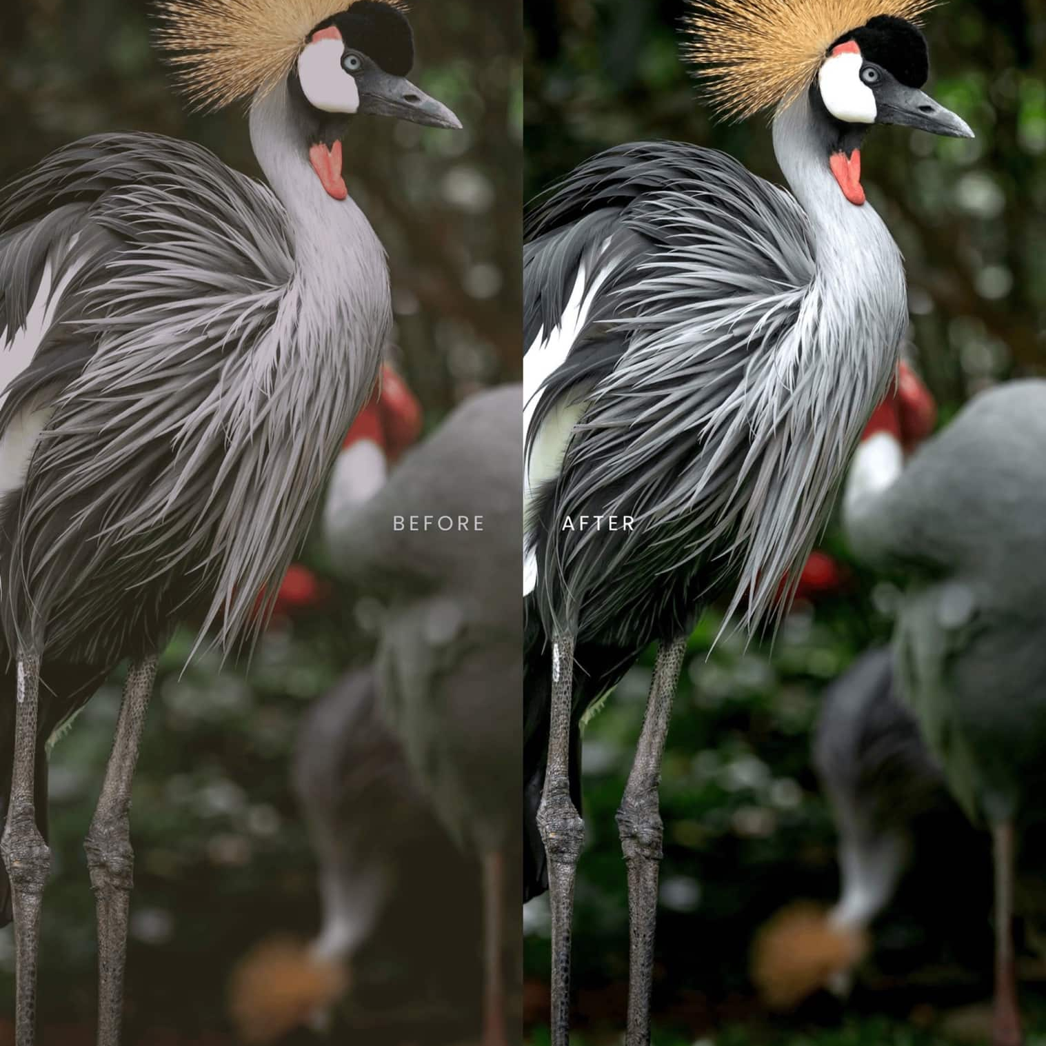 野生动物Lightroom预设 AI智能调色滤镜 36个手机电脑版LR预设 AI增强一键调色