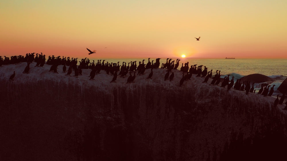 Mavic 2 Pro电影级LUT与降噪工具包 专为D-Log M优化 30款LUT+42个降噪配置文件全集 SpectrumGrades – Cine Collection DJI Mavic 2 Pro LUTs & Tools Pack