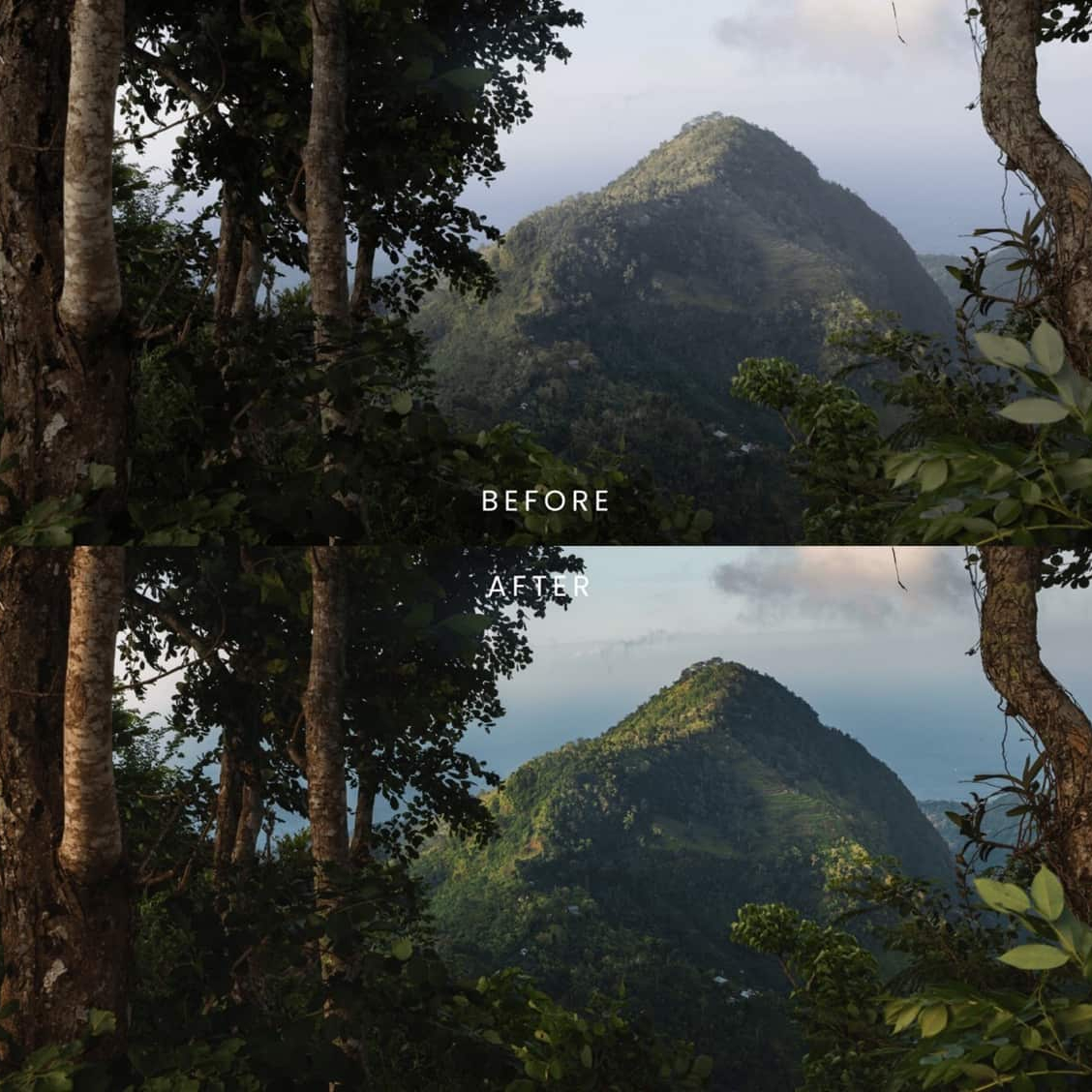 野生动物Lightroom预设 AI智能调色滤镜 36个手机电脑版LR预设 AI增强一键调色