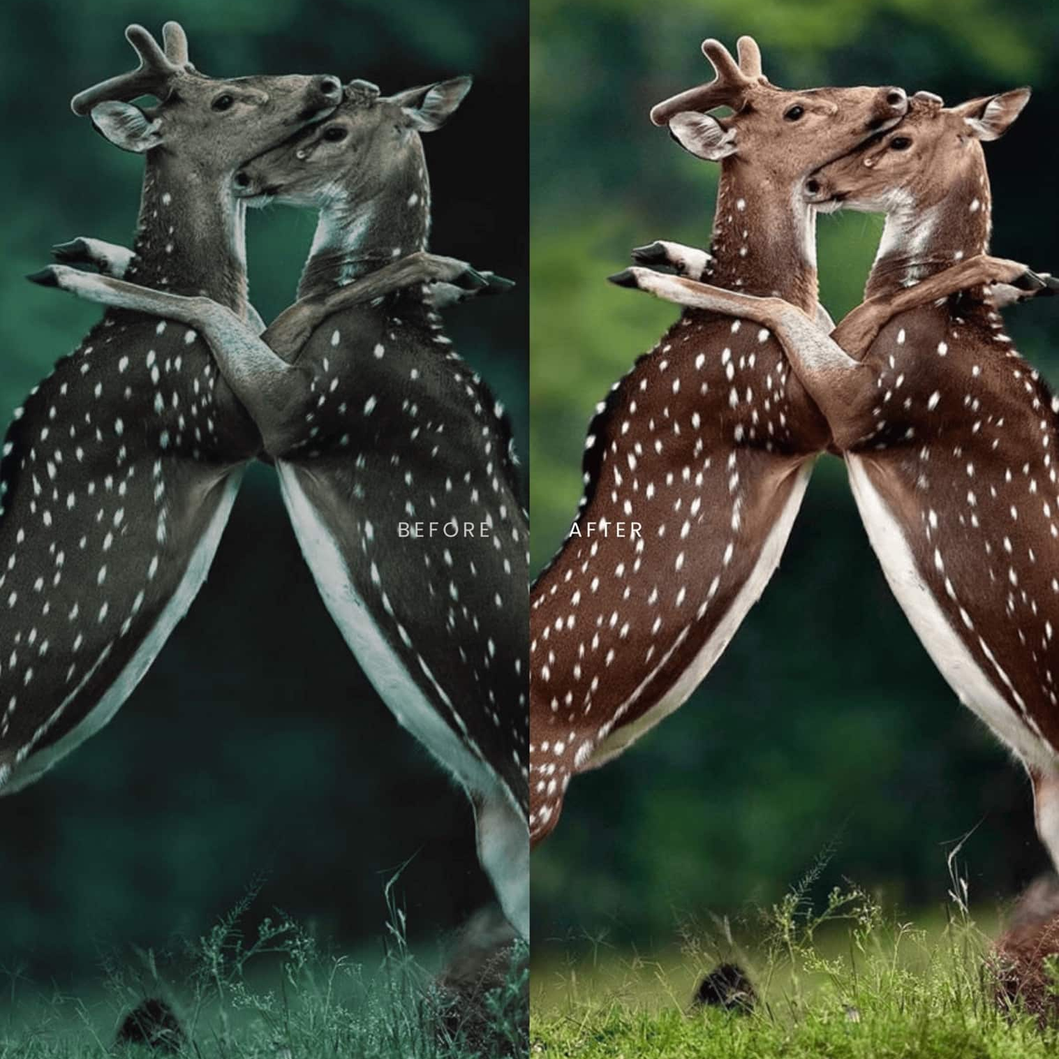 野生动物Lightroom预设 AI智能调色滤镜 36个手机电脑版LR预设 AI增强一键调色