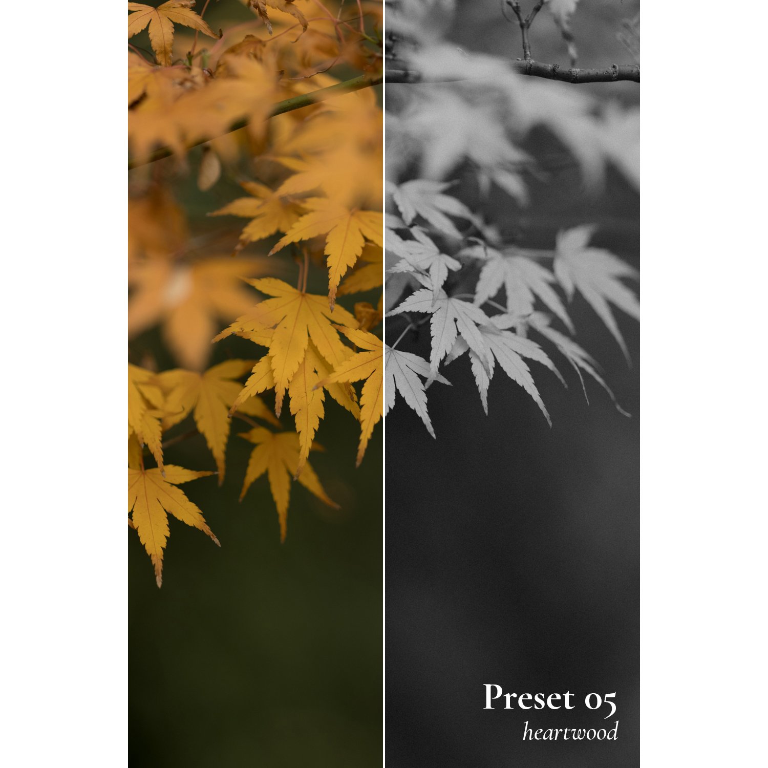 Luke Davis - Frontier LR Preset Pack