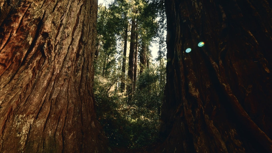 GradeFruit好莱坞电影感胶片模拟LUTs & LR预设 达芬奇PR/FCPX/AE通用商业级调色包 Film Photography LUTs & LR Presets