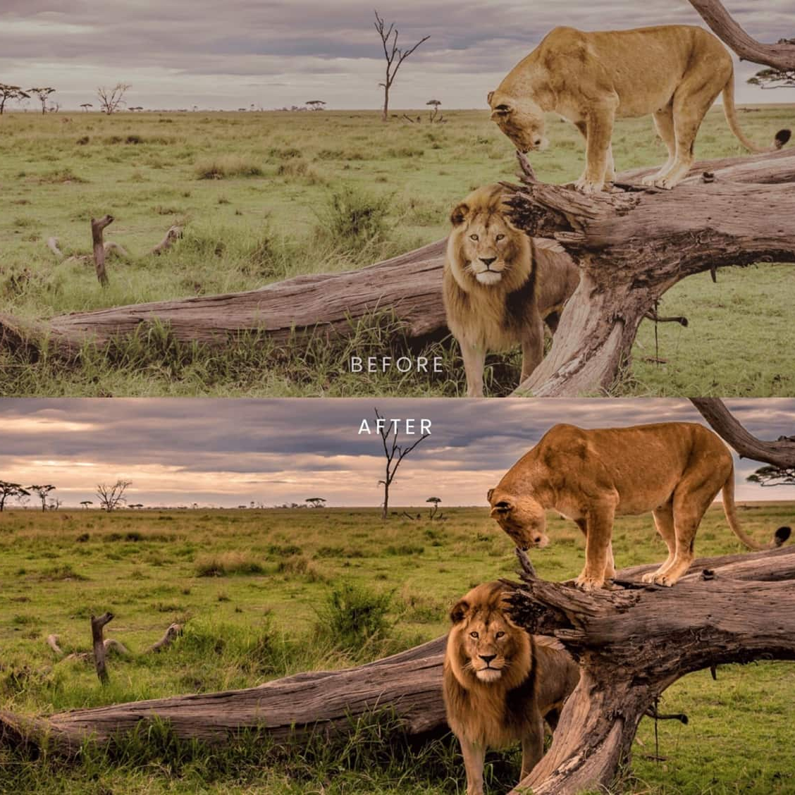 野生动物Lightroom预设 AI智能调色滤镜 36个手机电脑版LR预设 AI增强一键调色