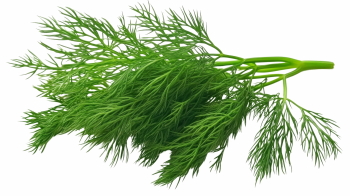 绿叶蔬菜免扣PNG素材52张 高清透明背景健康饮食食谱设计电商详情页配图