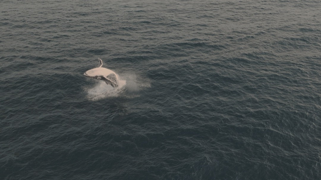 北欧自然风LUT预设18款.cube .xmp .dng多平台支持LR/PR/达芬奇调色GradeFruit - Nordic Tales LUTs & LR Presets