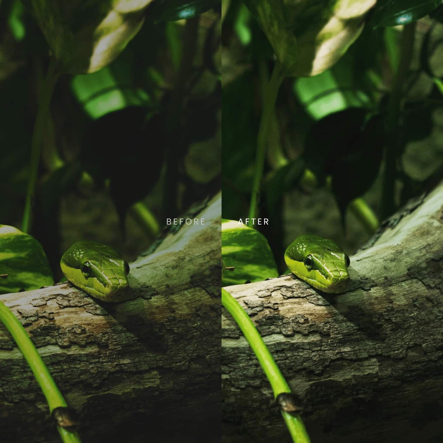 野生动物Lightroom预设 AI智能调色滤镜 36个手机电脑版LR预设 AI增强一键调色