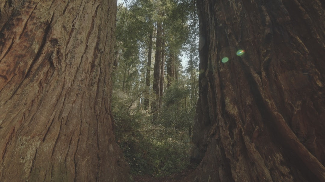GradeFruit好莱坞电影感胶片模拟LUTs & LR预设 达芬奇PR/FCPX/AE通用商业级调色包 Film Photography LUTs & LR Presets