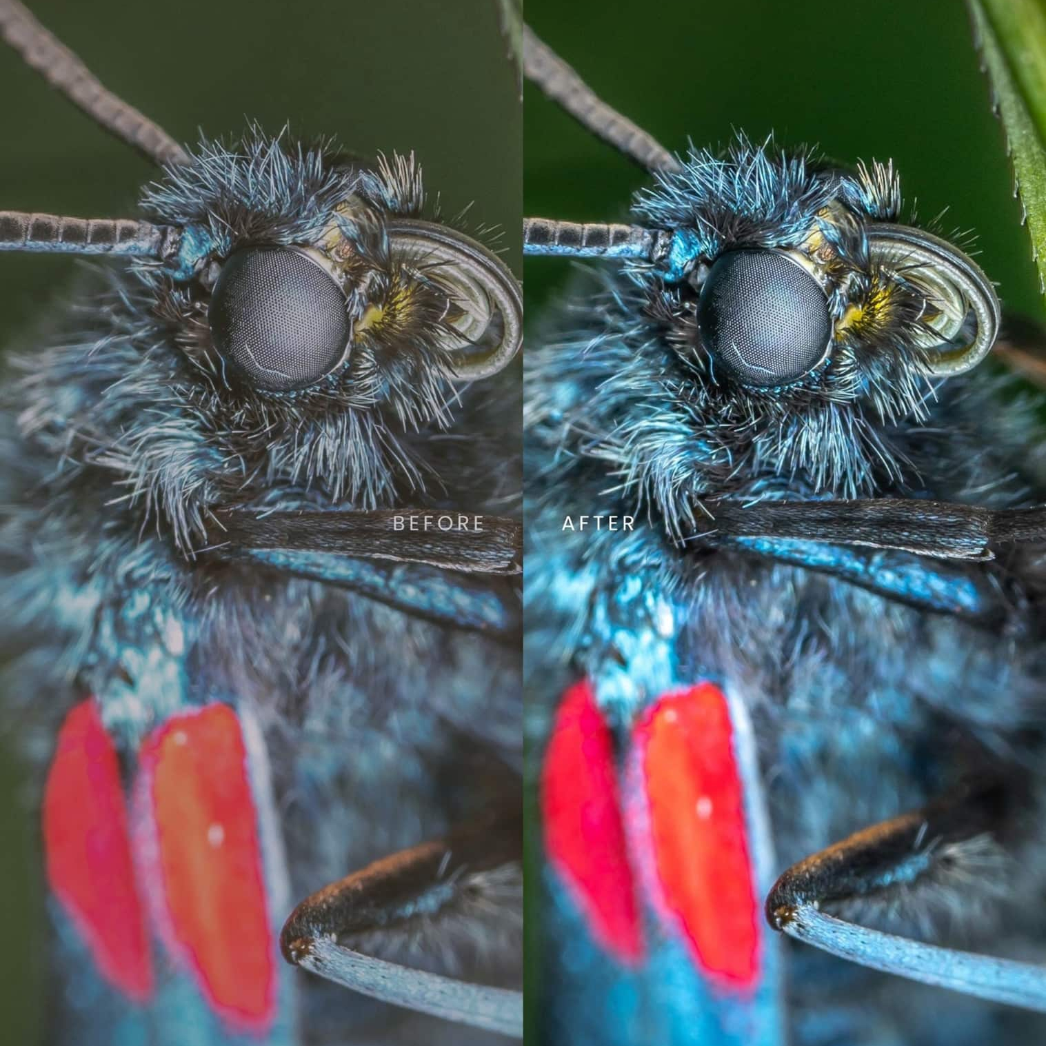 野生动物Lightroom预设 AI智能调色滤镜 36个手机电脑版LR预设 AI增强一键调色